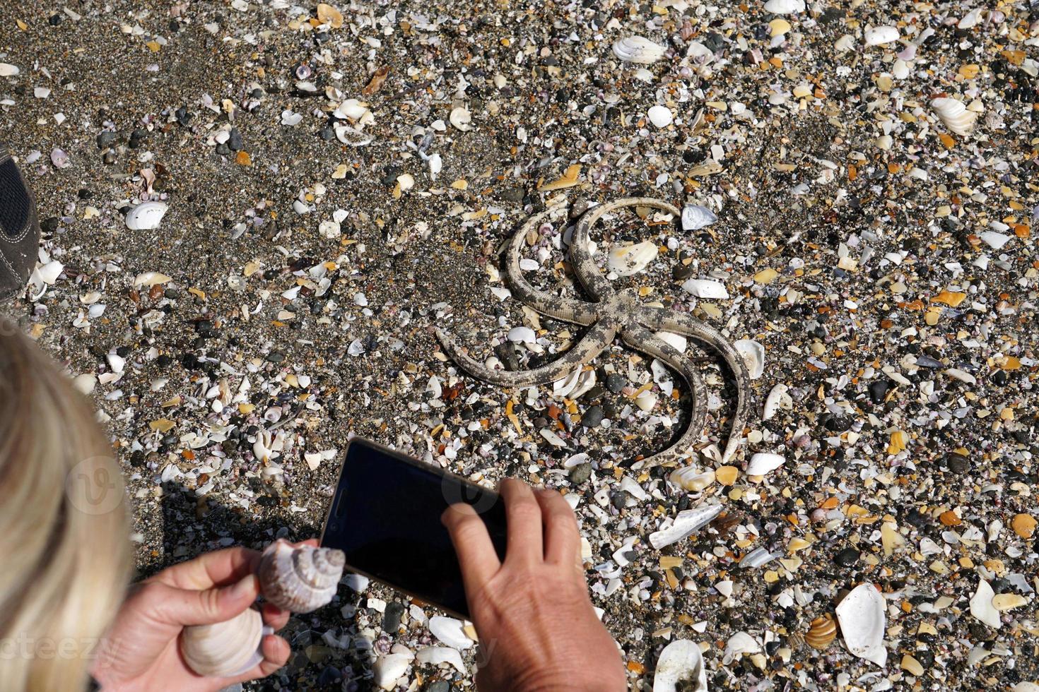 Many different shells on the beach photo