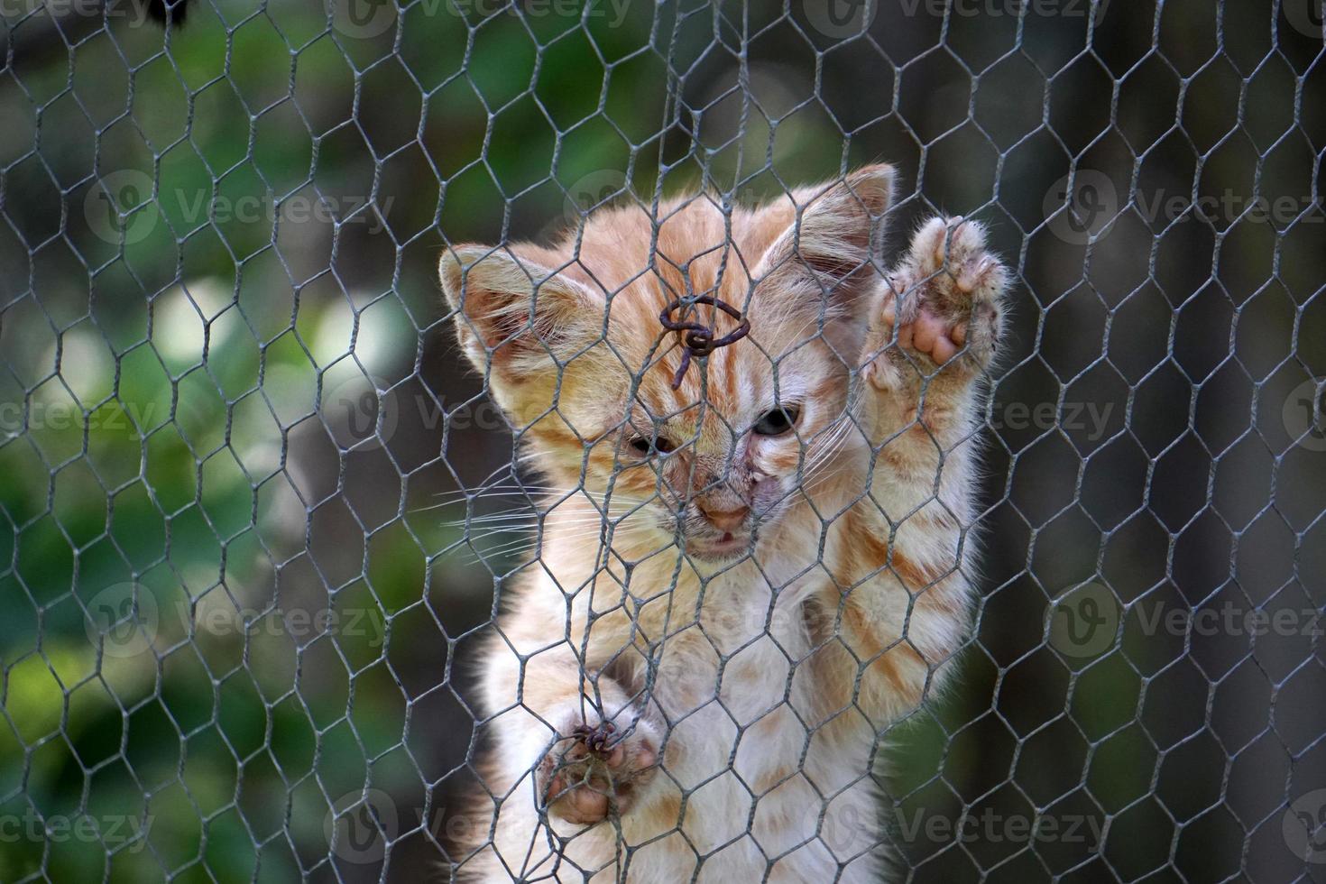 cat newborn kitty climbing on metallic net photo