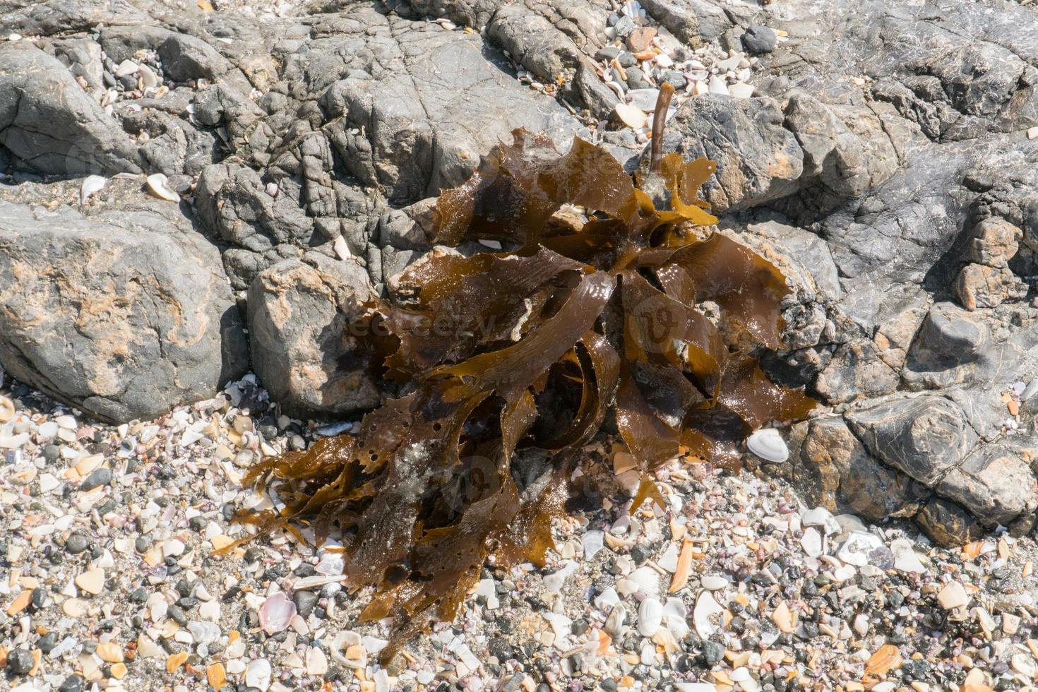 brown kelp on the beach photo
