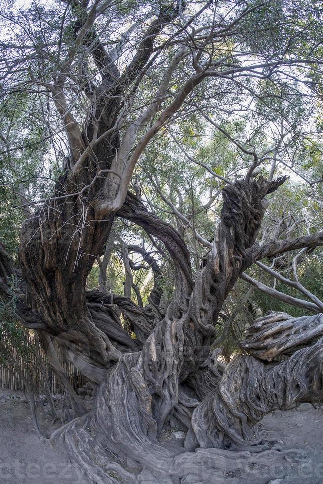 300 YEAR OLD OLIVE TREE in san francisco javier vigge biaundo mission loreto photo