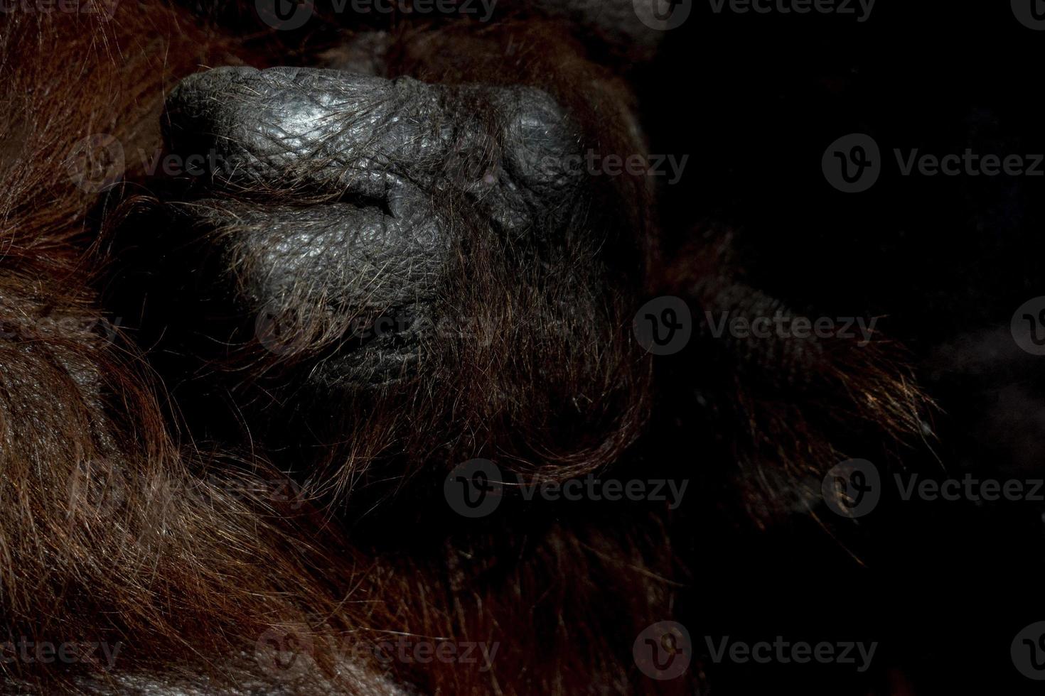 primer plano de la mano del mono orangután foto