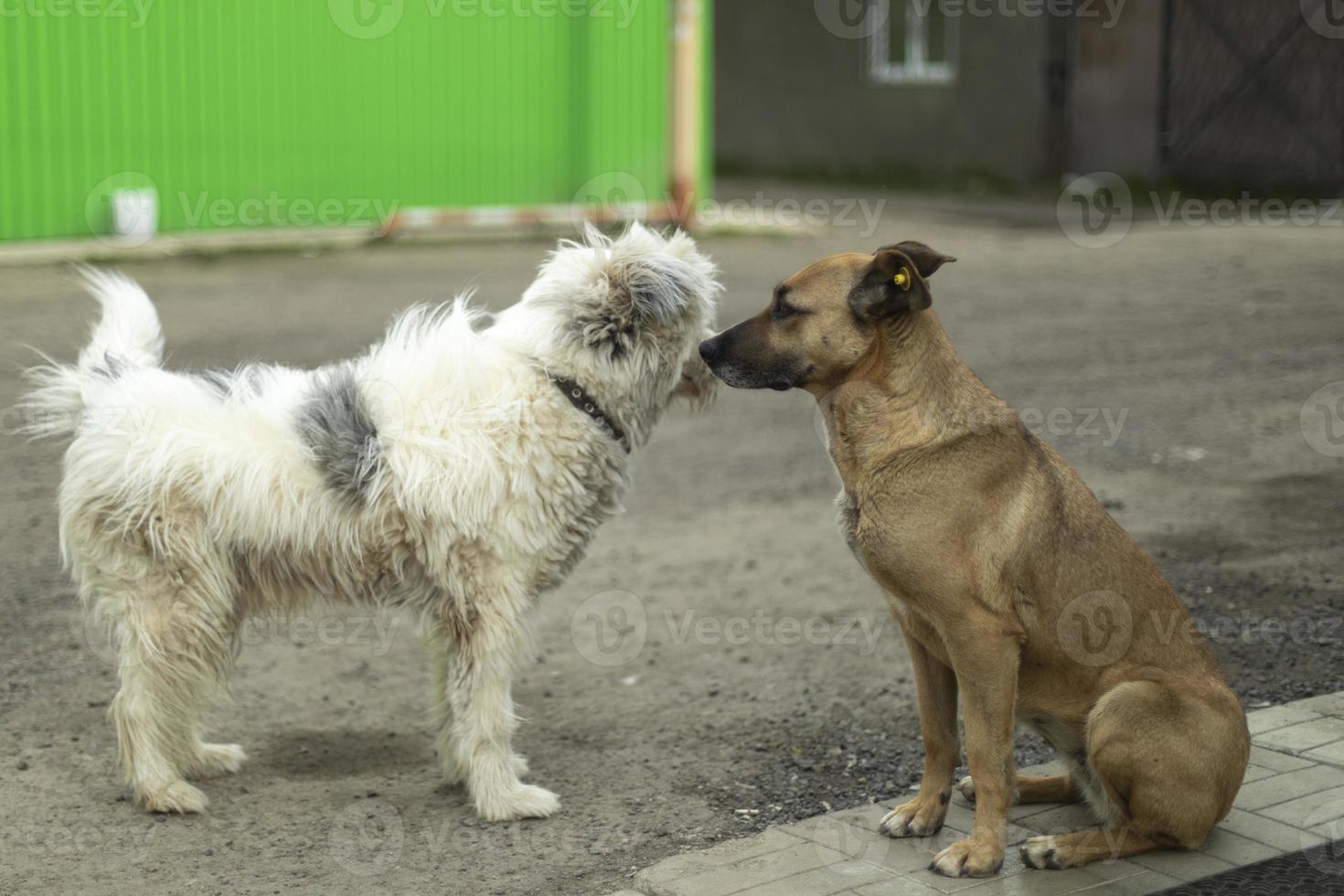 perro de raza mixta. mascota en la calle. perro con lana. s foto