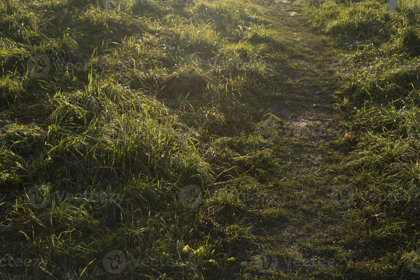 hierba verde a la luz del sol. camino en el campo. plantas al atardecer. foto