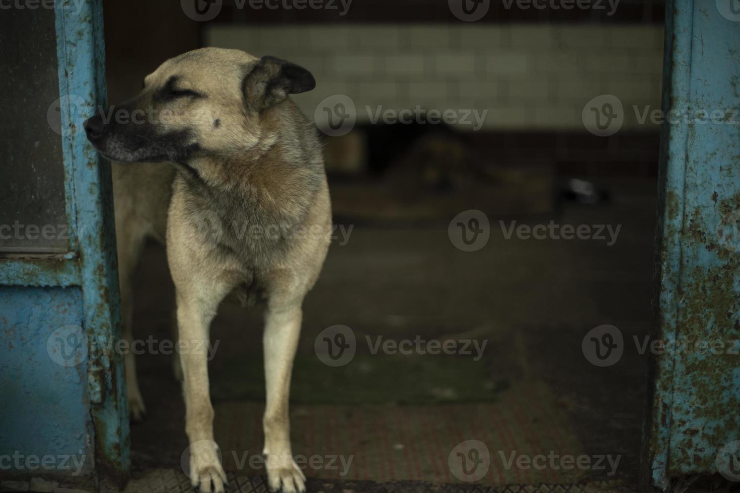entrada de guardias de perros. perro sin hogar en zona industrial. animal en la calle. foto
