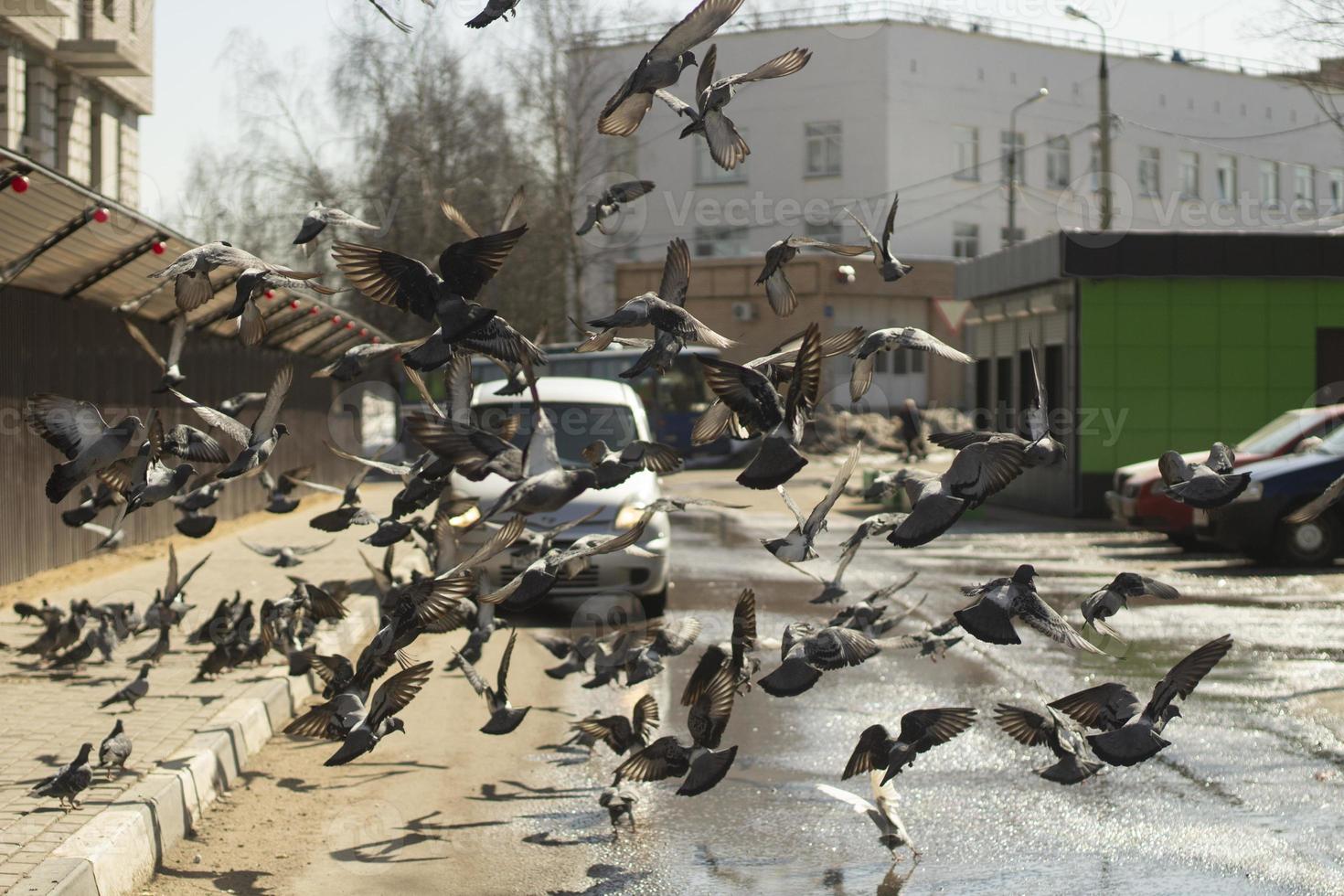 Pigeons on road. Lot of pigeons take off in city. Birds on street. photo