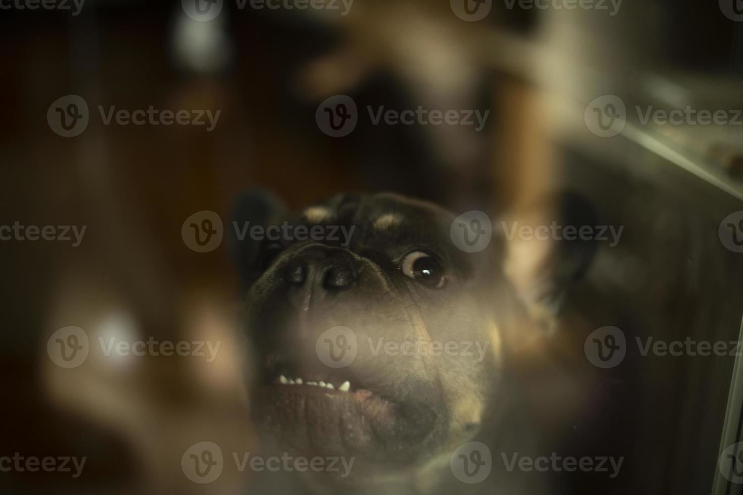 Dog behind glass. Pet looks through glass of window. Animal is at home. photo