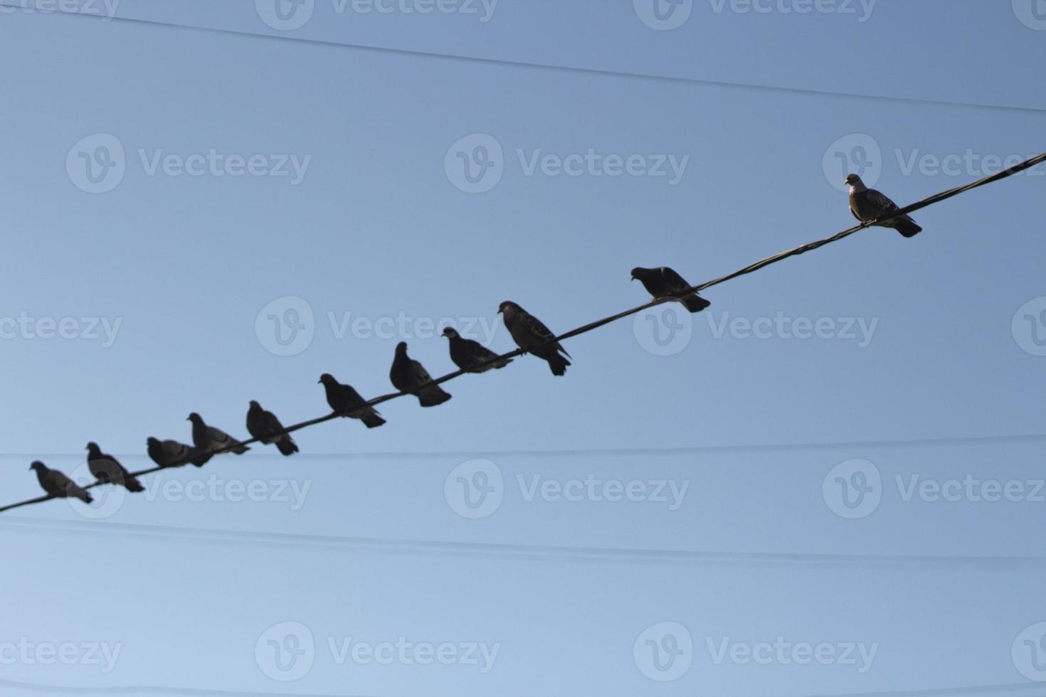 Birds on wire. Pigeons on electric wire against sky. Silhouettes of bird. photo