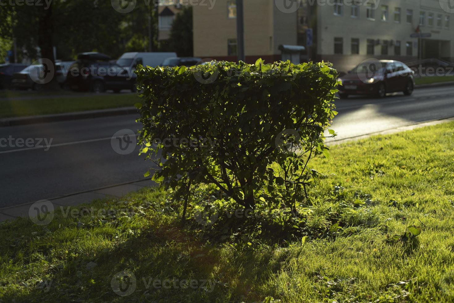 Bushes in city. Plants on street. Shrub and lawn. photo