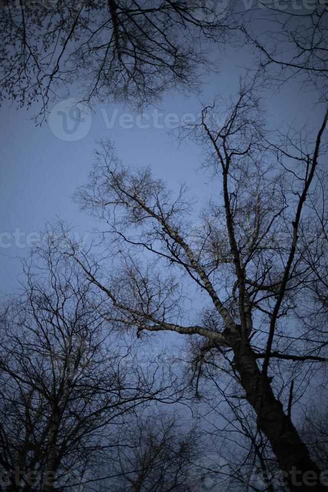 Tree in evening. Tree without leaves. Silhouette of plant. photo