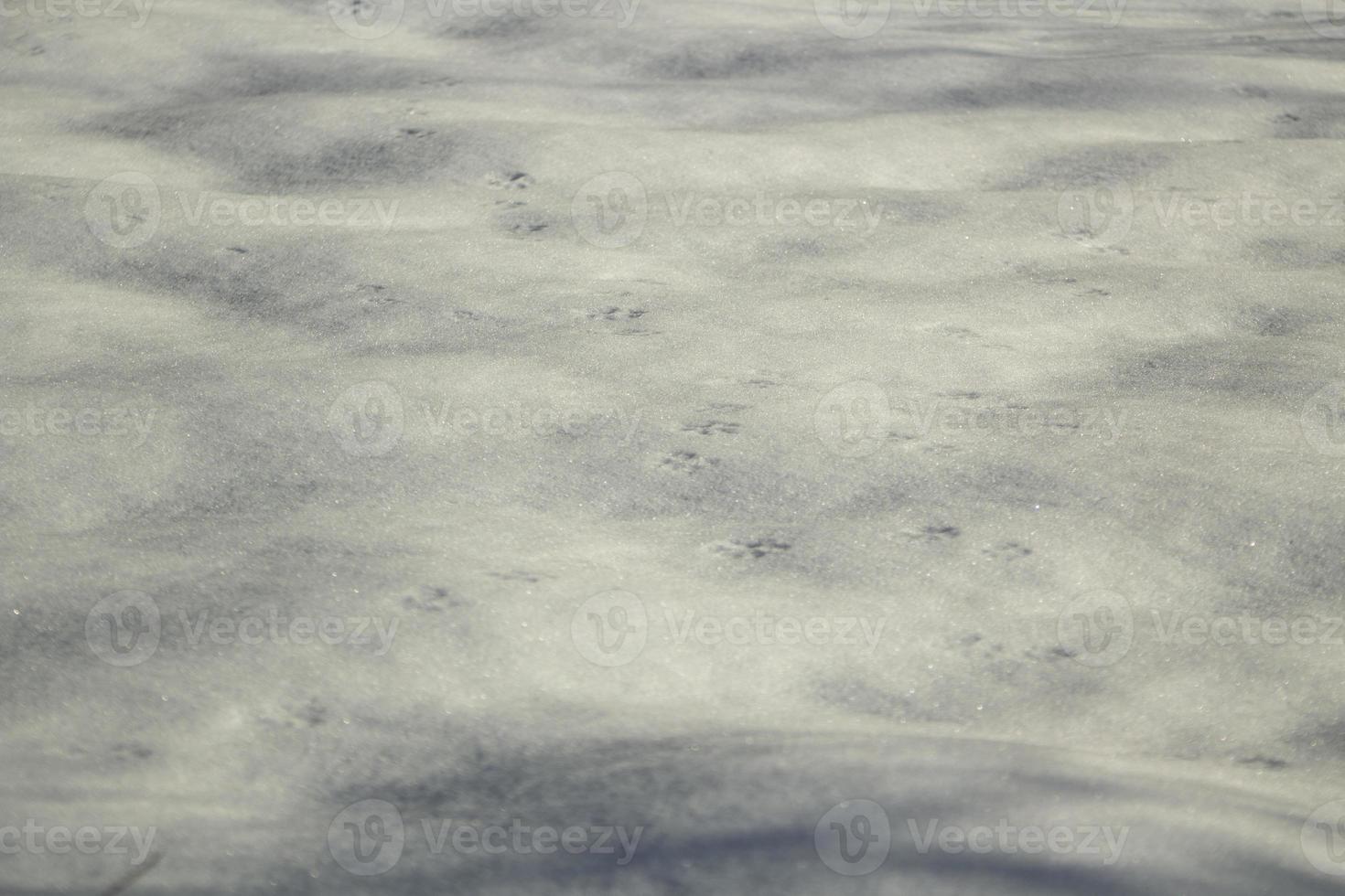 Snowy texture. Details of winter. Snowy field. photo