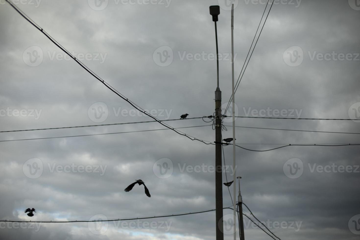 Pole with wires on background of gray sky. Bird flies through wires. Infrastructure in city. photo