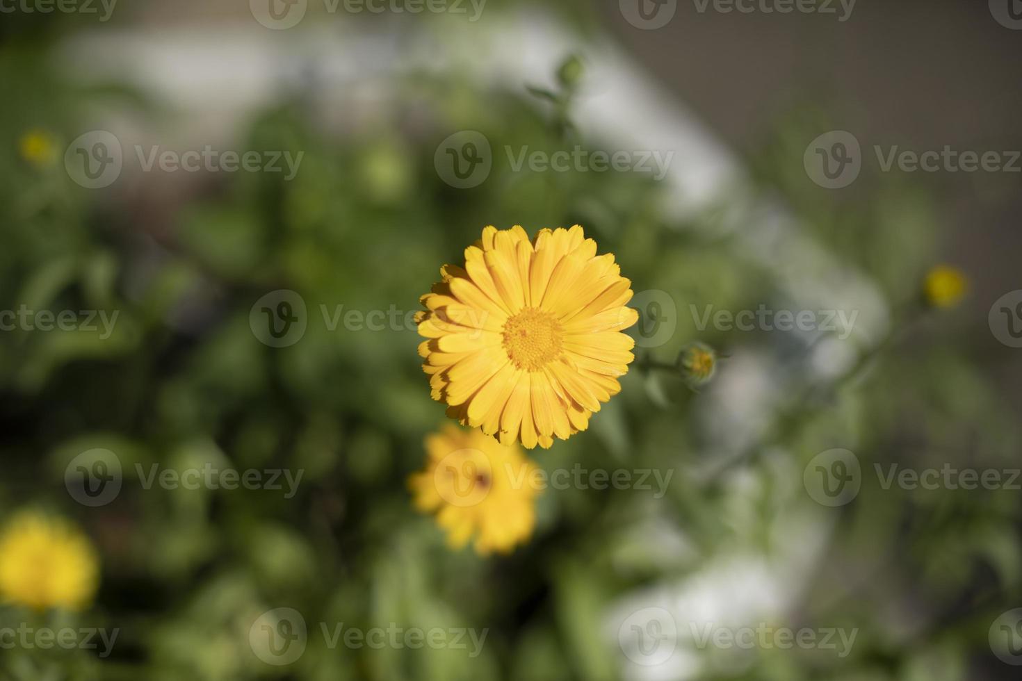 flor amarilla en el jardín. flores en macizo de flores. detalles de la naturaleza. floración de verano de la planta. foto