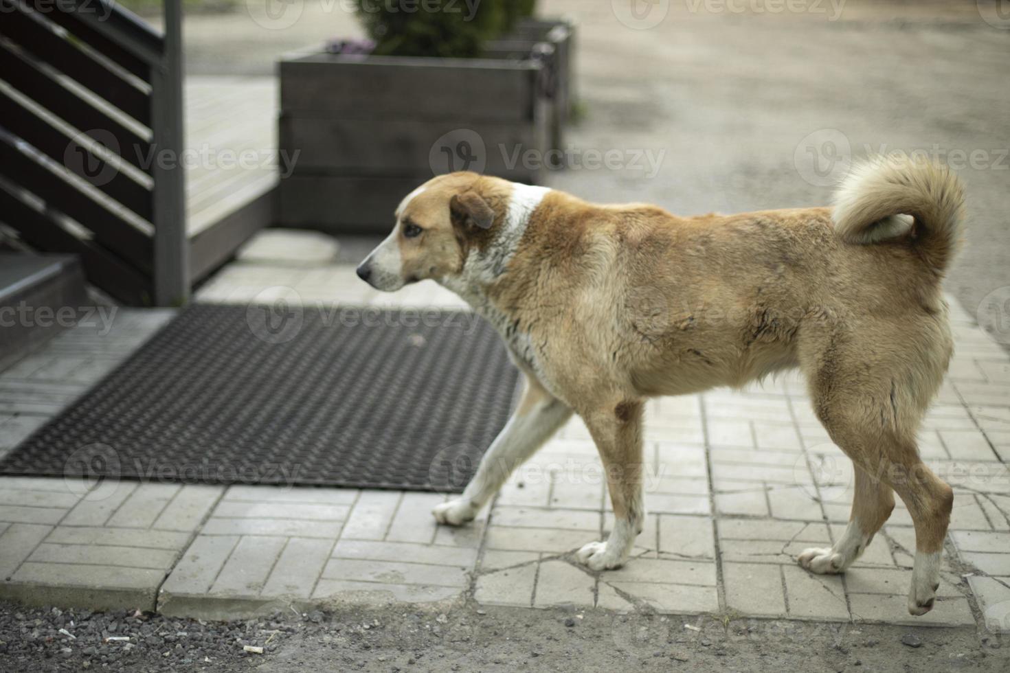 Stray dog on street. Animal in town. Dangerous beast. photo