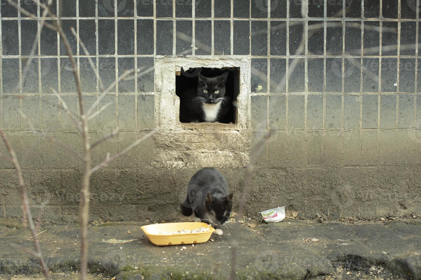 los gatos callejeros son negros. gatos en el patio. foto