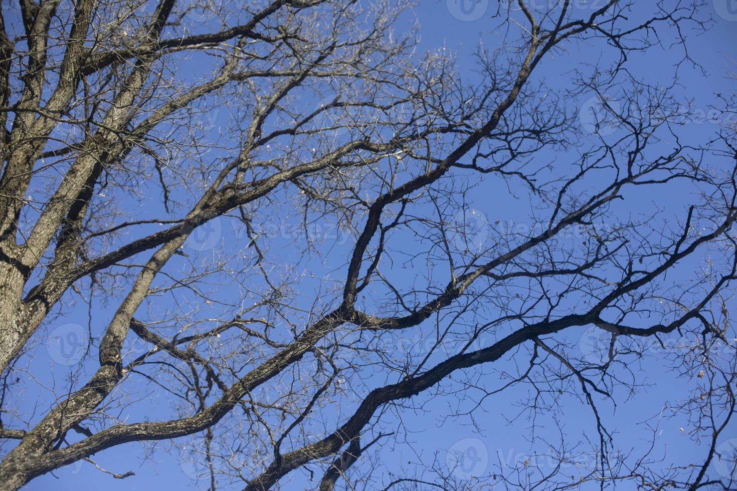 Branches without leaves. Tree against blue sky. Shoot branches from bottom up. photo