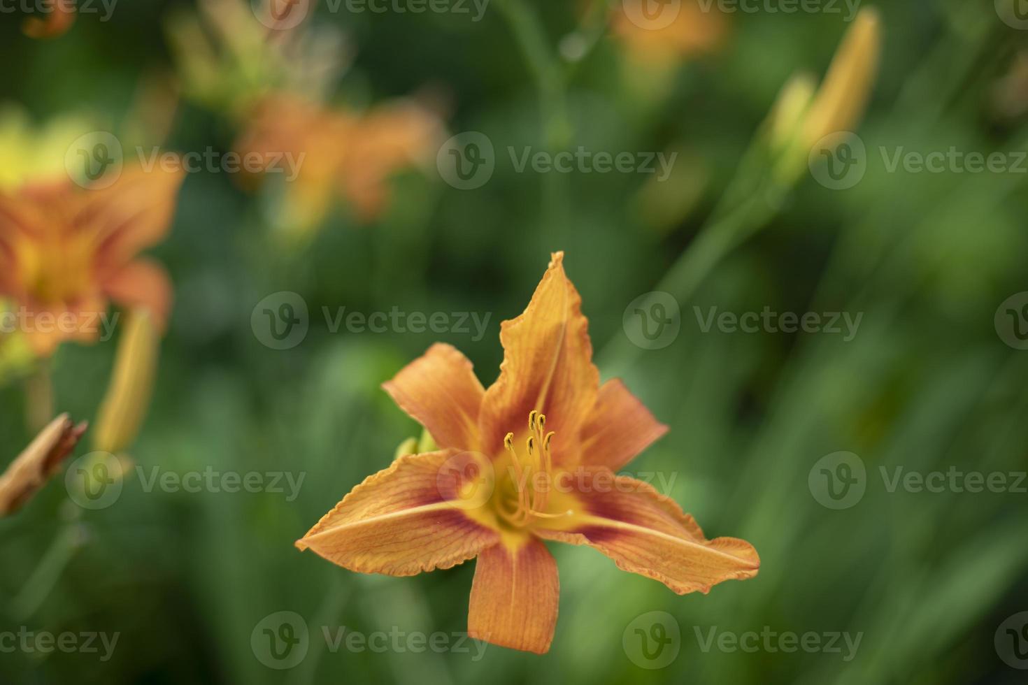 Nature in summer. Plants in park. Natural beauty. photo