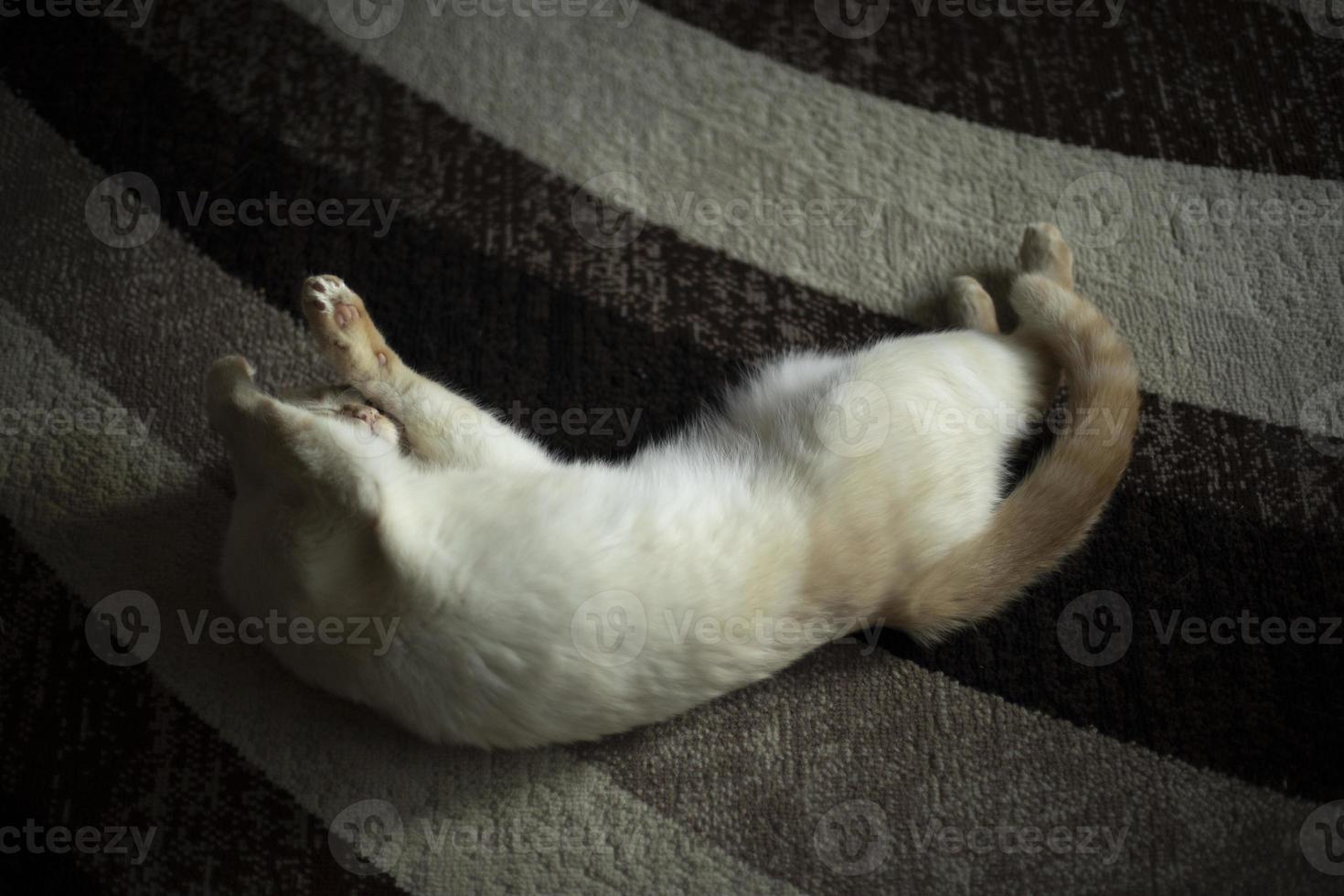 Cat on carpet. Cat at home. Pet caresses on floor. Animal is at home. photo