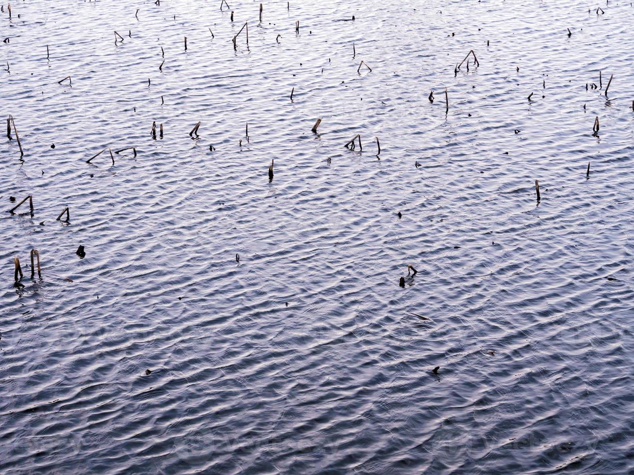 The ripple on surface of water and grass stubble photo