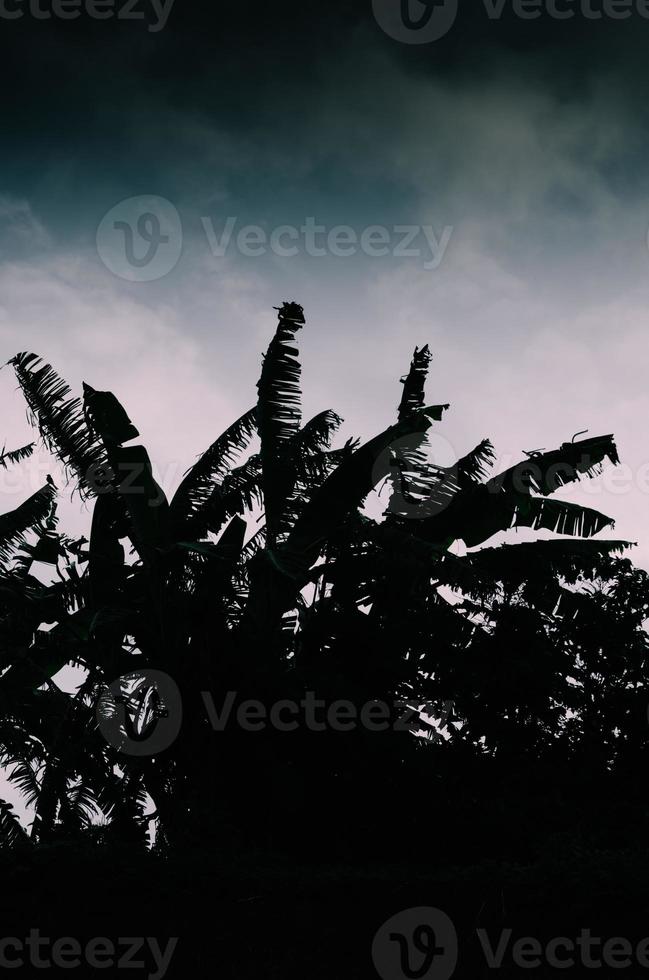 Palms trees with stormy weather background photo