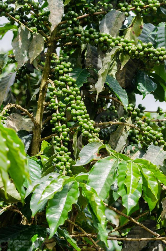 Coffee plantation in Minas Gerais, Brazil photo