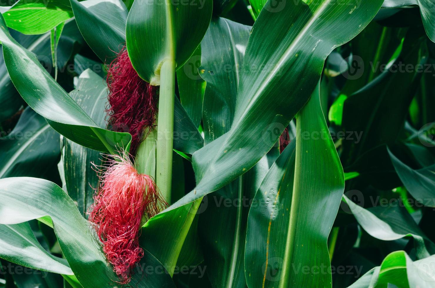 mazorcas de maíz morado en un campo en minas gerais, brasil foto