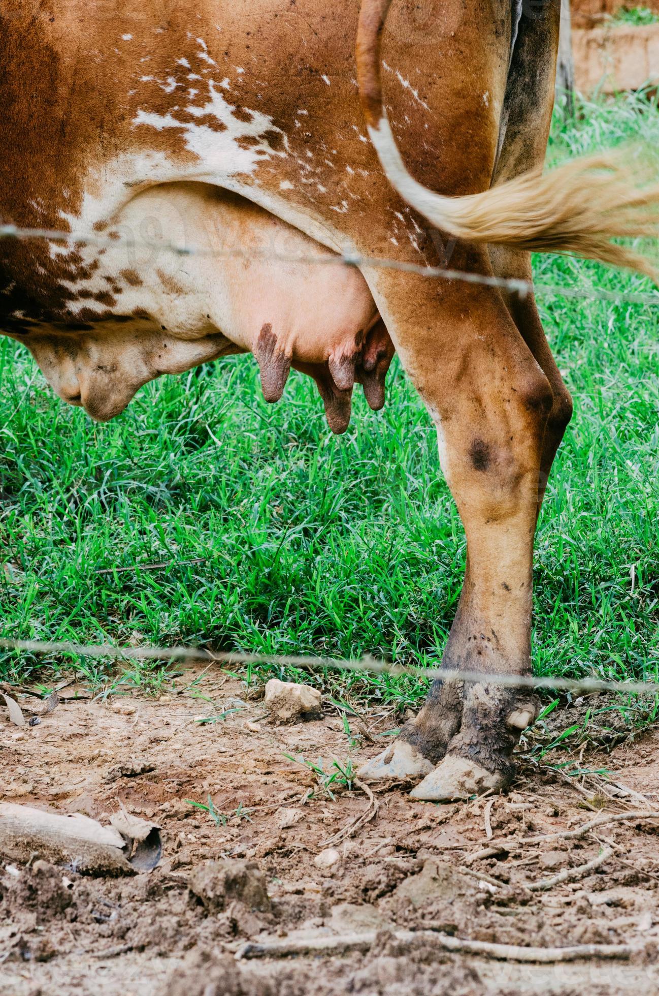 This Cow Udder Fact Will Make Your Jaw Drop! - s7m1pno