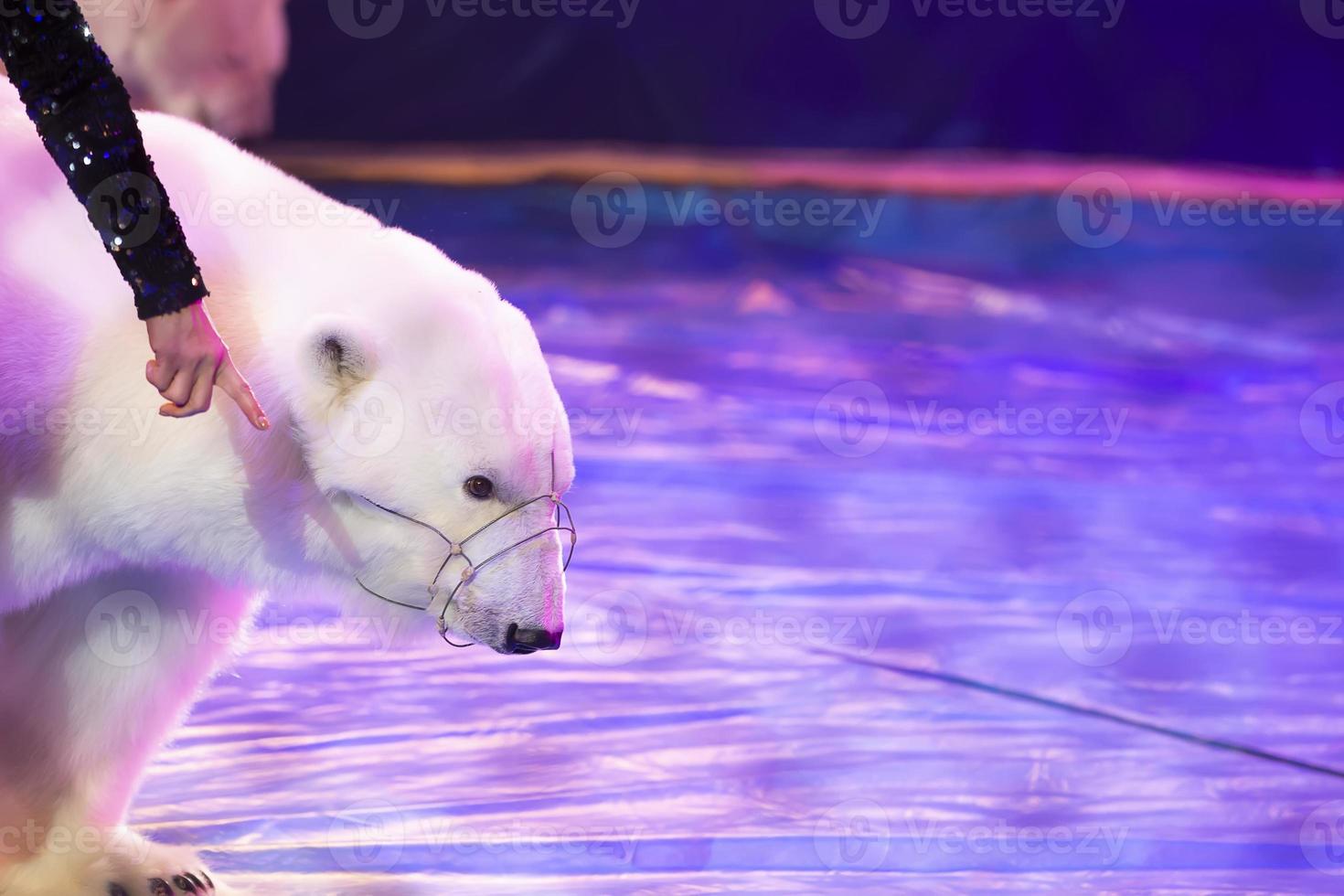 el oso polar actúa en el circo. oso de circo foto