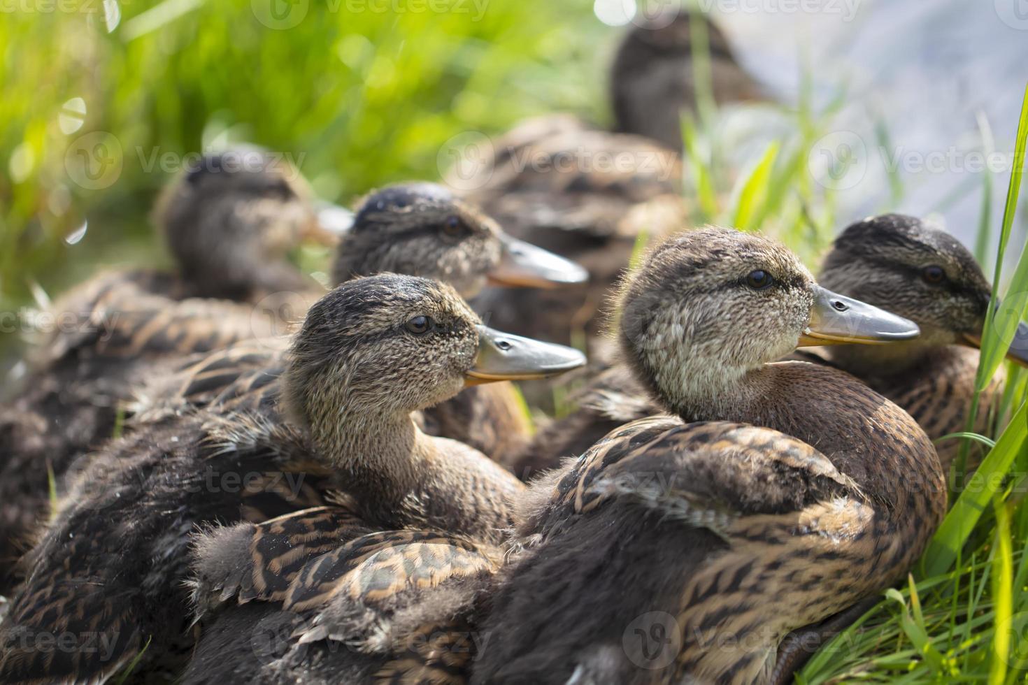 Group of common gray ducks close-up. photo