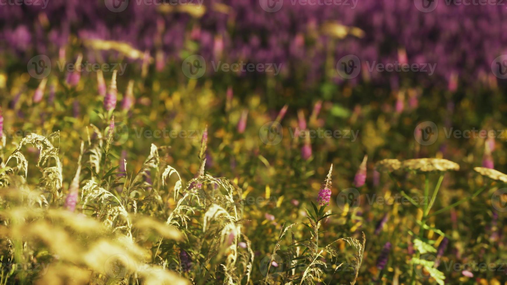 Wild flower garden with poppies with morning sunlight photo