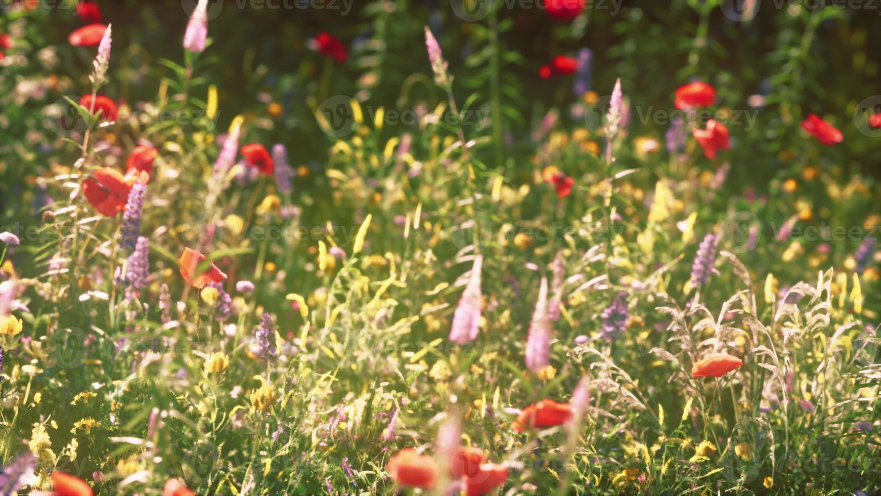 wild flower mix with poppies photo