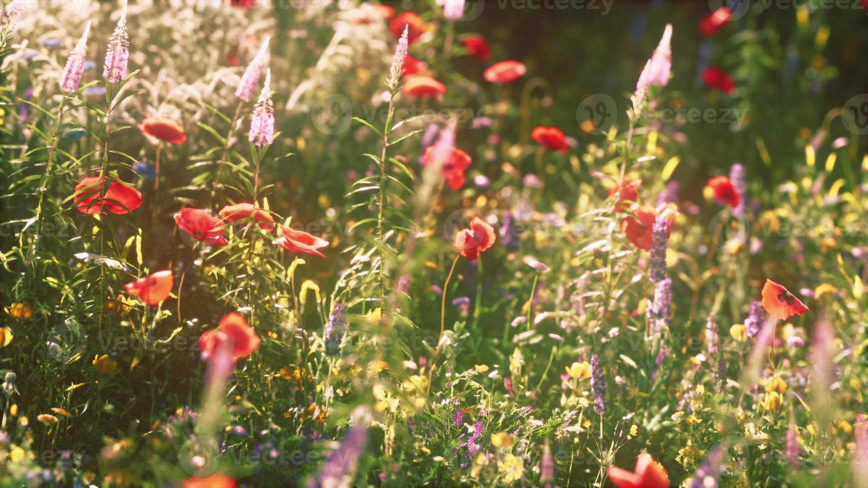 Beautiful sunny day in countryside photo