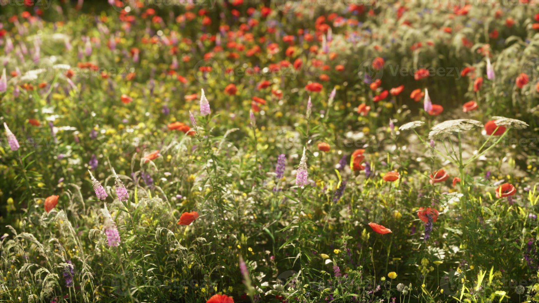 jardín de flores silvestres con amapolas con luz solar matutina foto