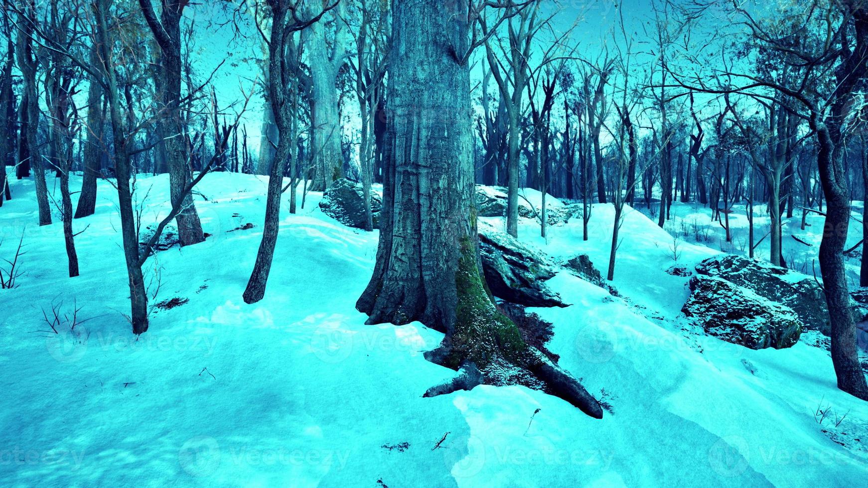 Pine trees covered with snow on frosty evening photo