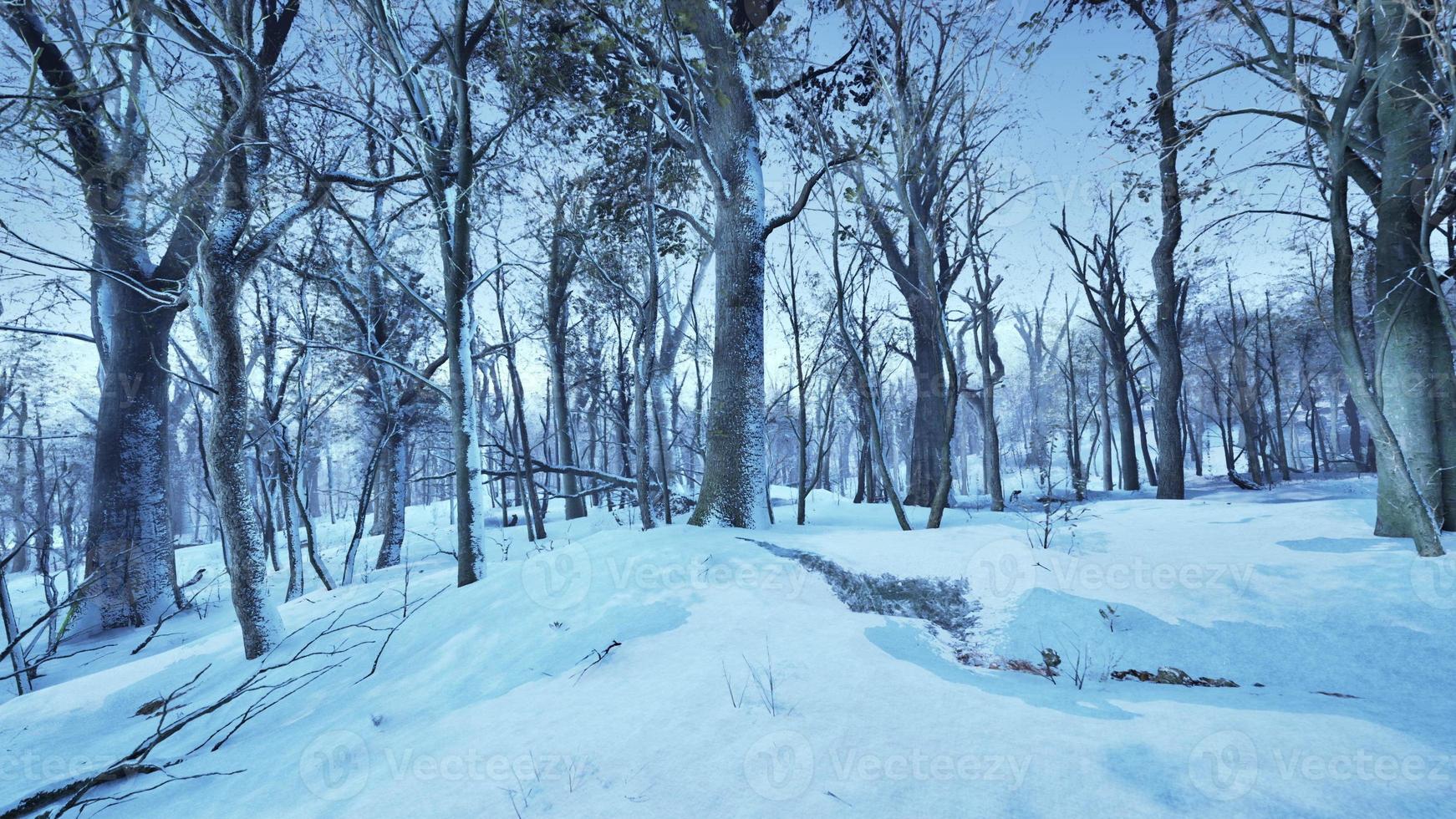 paisaje invernal en un bosque de pinos el sol brilla a través de los árboles foto