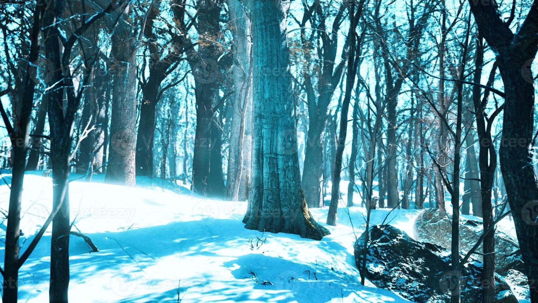 bosque en invierno al atardecer foto