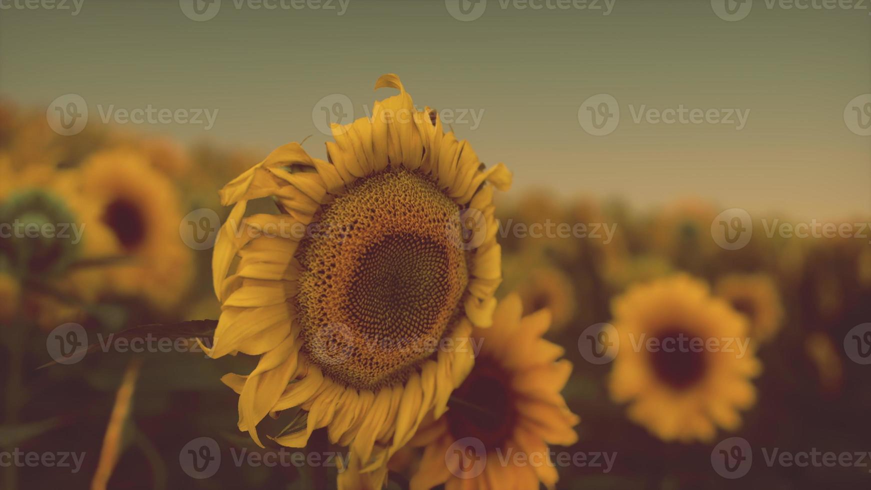 paisaje al atardecer en el campo de girasol foto