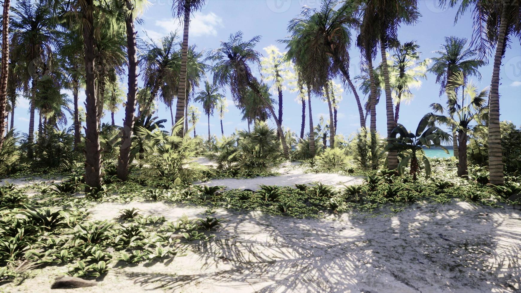 Miami South Beach park with palms photo