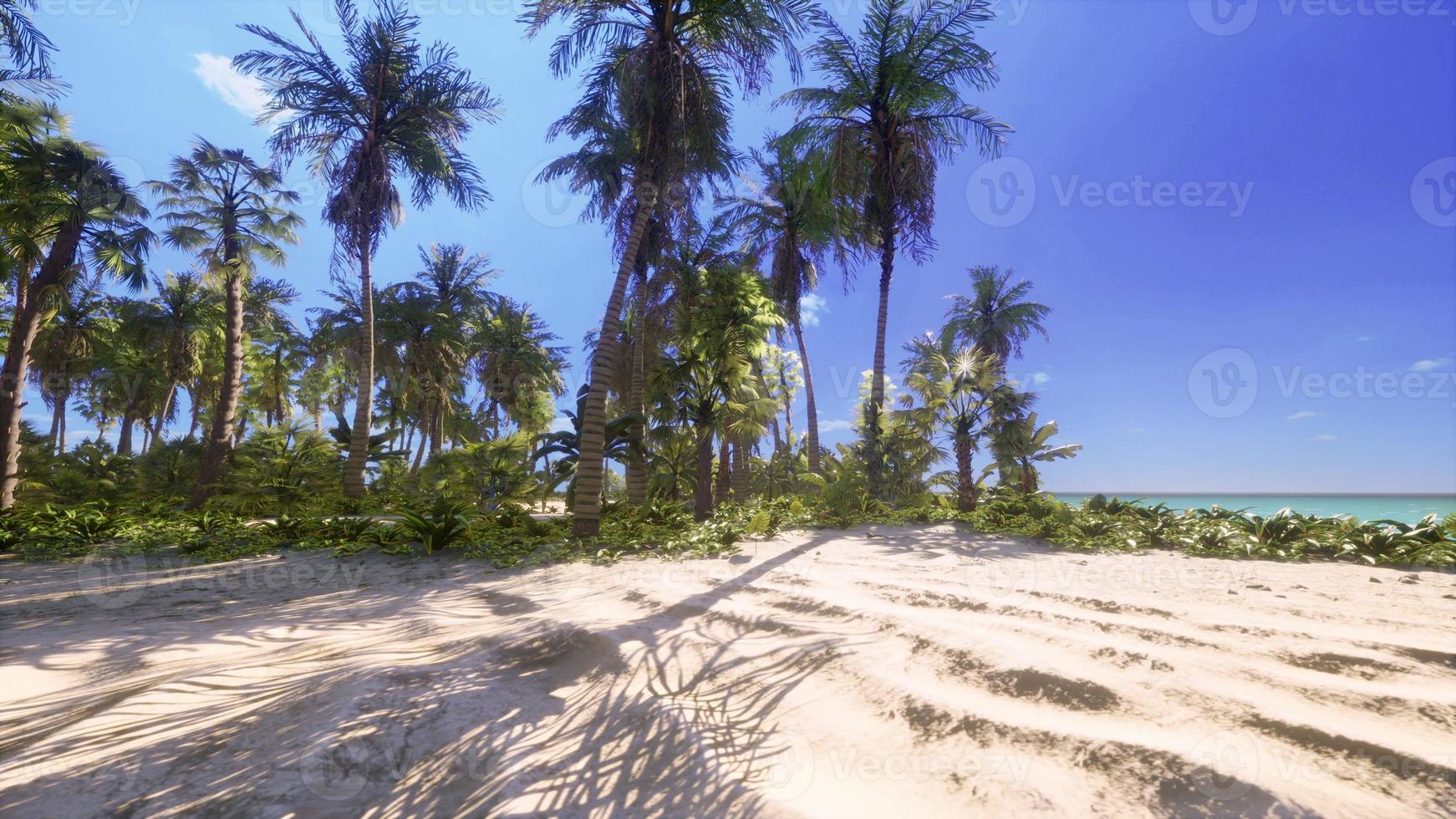 parque de playa sur de miami con palmeras foto