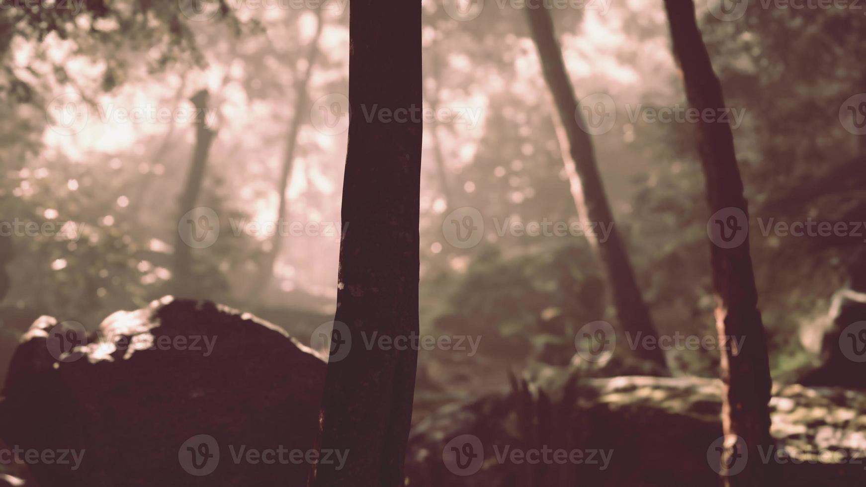 Morning light in beautiful jungle garden photo