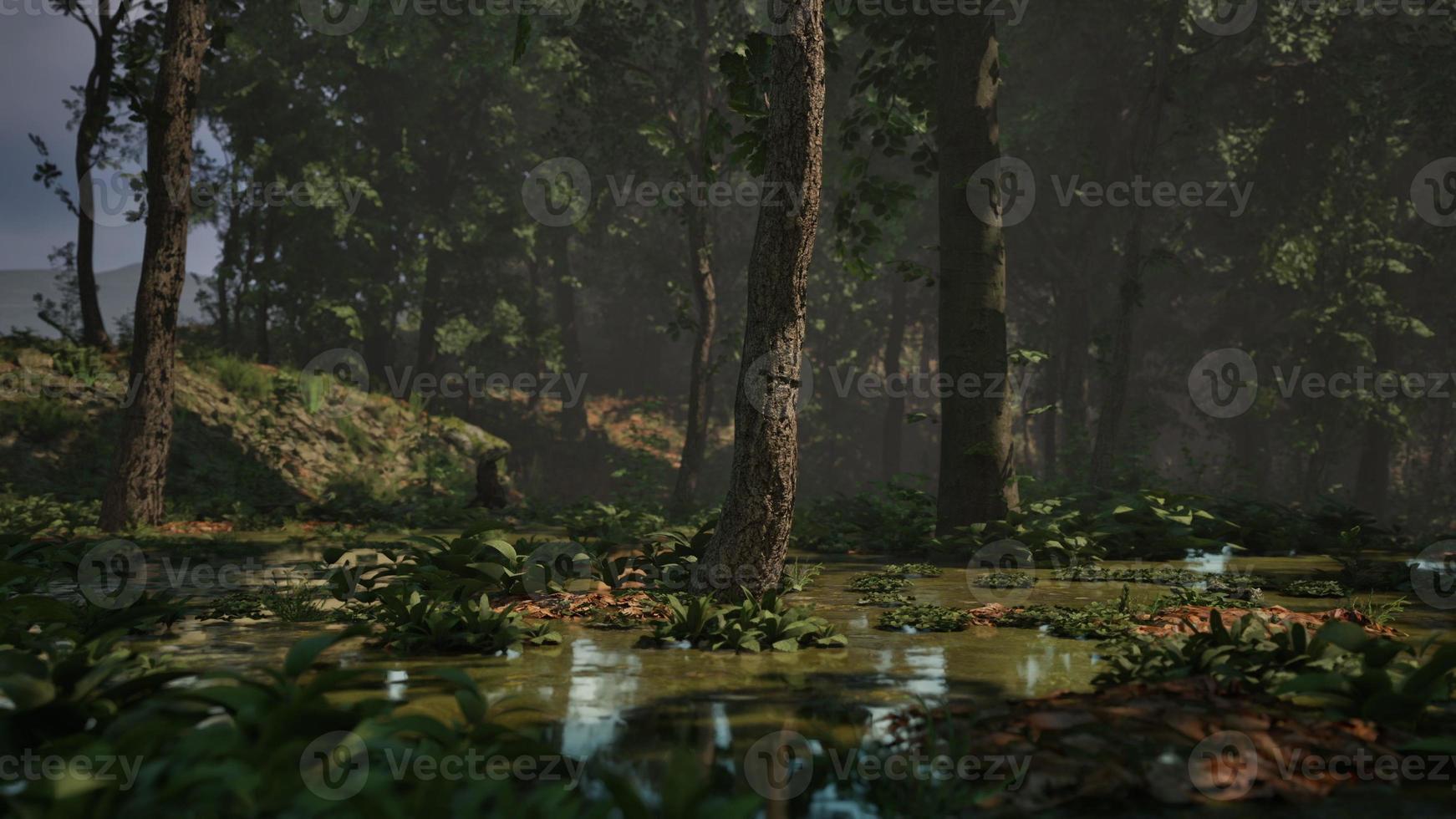 pantano de niebla mística con árboles foto