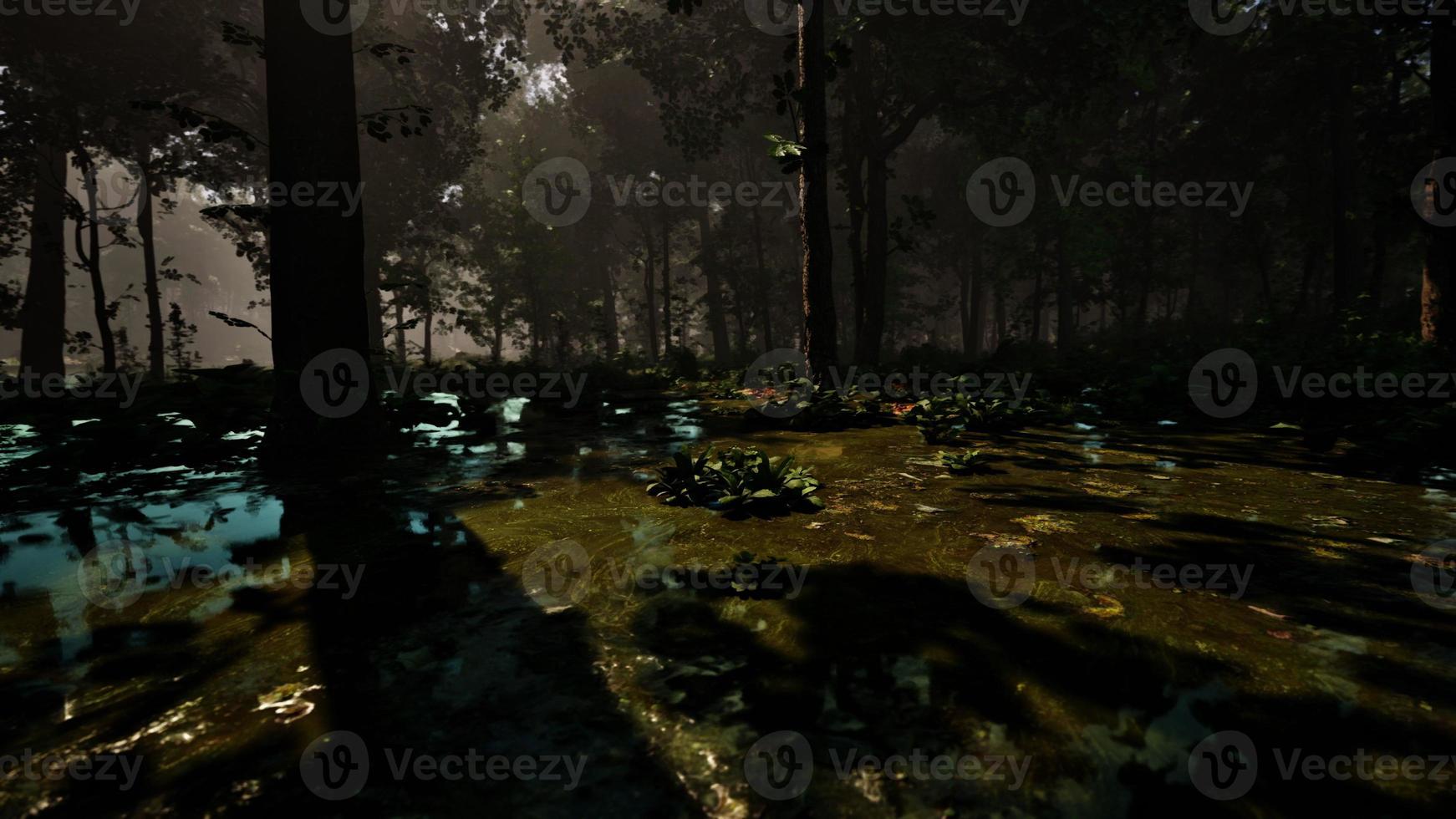 Mystic foggy swamp with trees 17456315 Stock Photo at Vecteezy