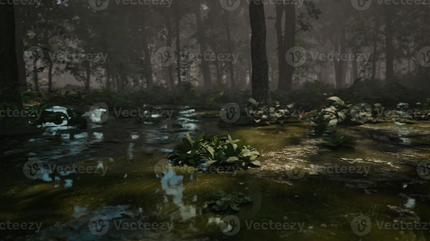 Mystic foggy swamp with trees 17456320 Stock Photo at Vecteezy