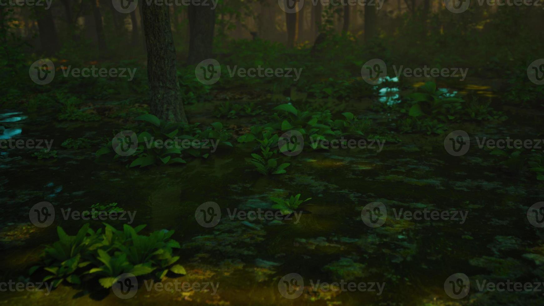 Rays of light falling through the mist and trees in the swamp photo