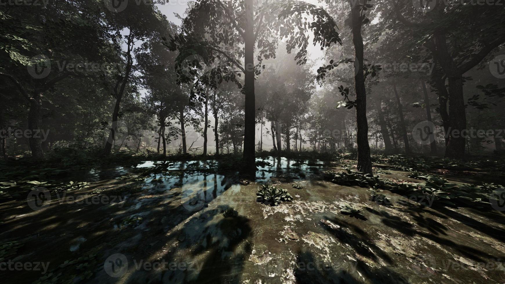 Mystic foggy swamp with trees 17456346 Stock Photo at Vecteezy