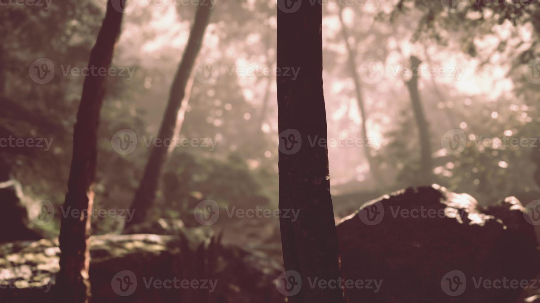 nature outdoor tropical garden with a trees and leaf plants photo