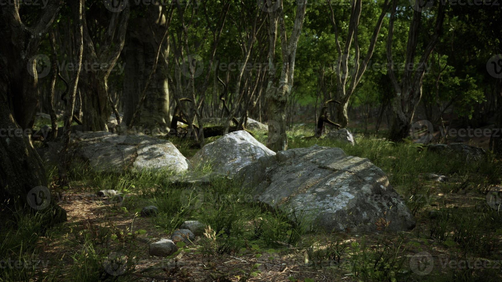 dark foggy mountain forest scenery photo