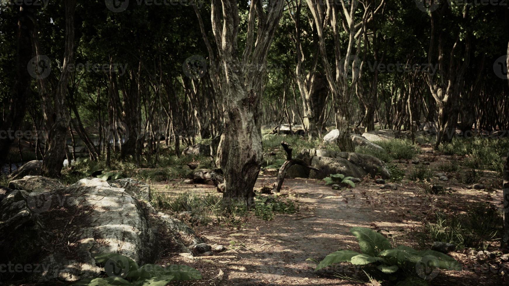 Forest in darkness with grass and rocks photo