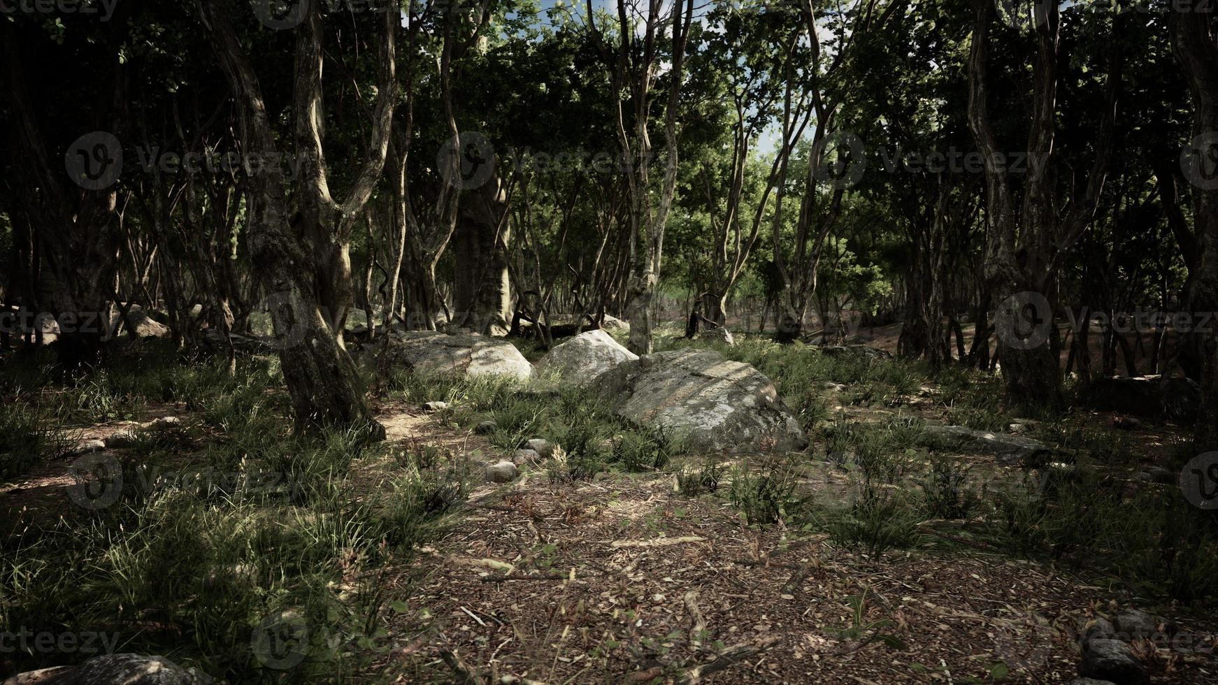 dark foggy mountain forest scenery photo