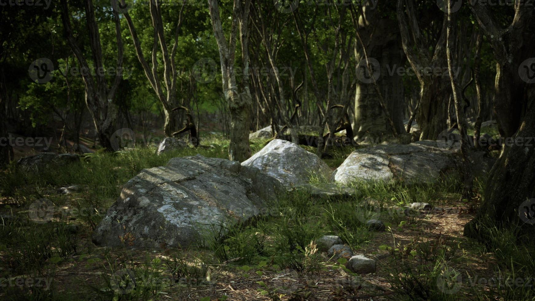 Forest in darkness with grass and rocks photo