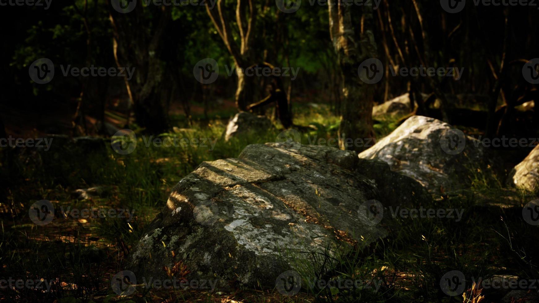 Forest in darkness with grass and rocks photo